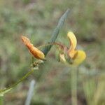 Aeschynomene rudis Blomst