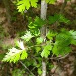 Crataegus marshallii Leaf