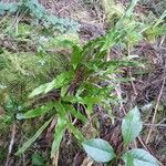 Elaphoglossum aubertii Habit