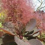 Cotinus coggygriaFlor