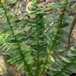 Asplenium platyneuron List