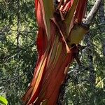 Arbutus menziesii Corteza