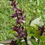 Ocimum americanum Лист