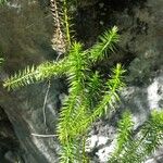 Lycopodium annotinum List