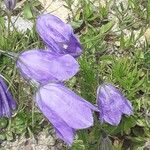 Campanula bertolae Övriga