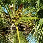 Cocos nucifera برگ