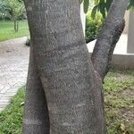 Macadamia integrifolia Bark