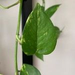 Epipremnum aureum Hoja
