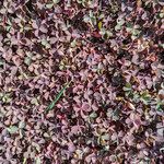 Oxalis exilis Hábito