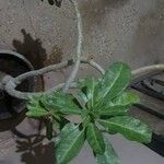 Adenium obesumপাতা