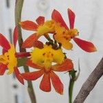 Epidendrum radicansFleur