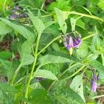 Solanum dulcamara 花