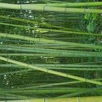 Phyllostachys sulphurea Corteza