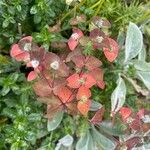 Euphorbia dulcis 葉