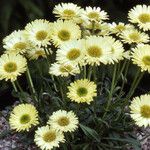 Erigeron aureus Συνήθη χαρακτηριστικά