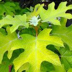 Hydrangea quercifolia Leaf