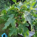 Acer platanoidesList