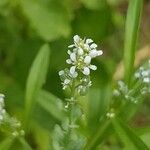 Lepidium sativum Blad