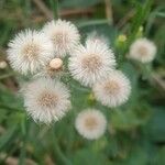 Conyza bonariensis 花