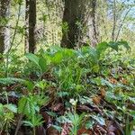 Polygonatum multiflorumFulla