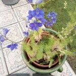 Consolida ajacis Flor