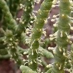 Arthrocnemum macrostachyum Fula