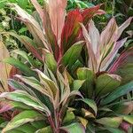 Cordyline fruticosaHostoa