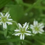 Stellaria alsine Flors