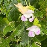 Vigna vexillata Flor