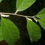 Trophis racemosa Fruit