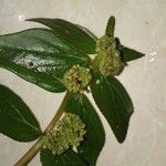 Euphorbia hirta ᱵᱟᱦᱟ