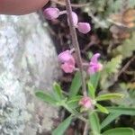 Polygala polygama Hoja