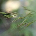 Achnatherum calamagrostis Buveinė