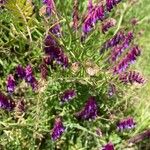 Vicia eriocarpa Blodyn