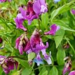 Lathyrus vernus Fula
