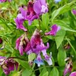 Lathyrus vernus Flower