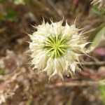 Trifolium ciliolatum Flower