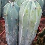Myrtillocactus geometrizans Natur