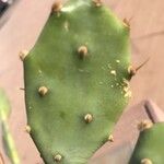 Opuntia stricta Feuille