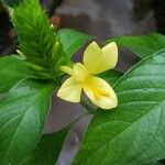 Barleria oenotheroides Kwiat