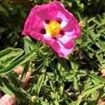 Cistus × purpureus Flower
