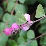 Symphoricarpos orbiculatus Fruto