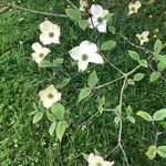 Cornus florida Flower
