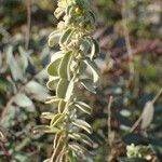 Mercurialis tomentosa Leaf