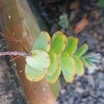 Kalanchoe marnieriana Ліст