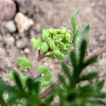 Lepidium didymum 花