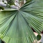 Livistona speciosa Hoja