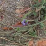 Verbena lasiostachys Yeri