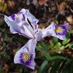 Iris douglasiana Blüte