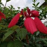 Mussaenda erythrophylla Квітка